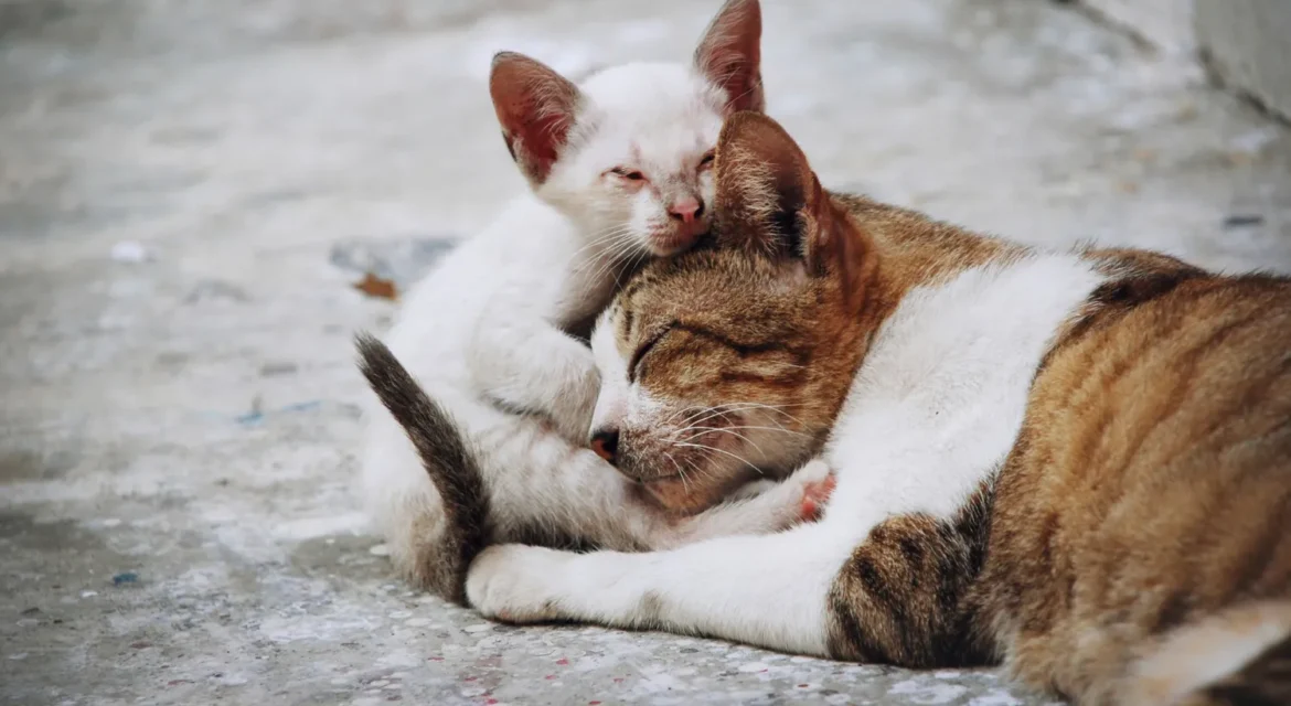 Gato adulto y gatito blanco acurrucados en una superficie de cemento, mostrando un momento tierno de afecto entre ellos.