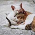 Gato adulto y gatito blanco acurrucados en una superficie de cemento, mostrando un momento tierno de afecto entre ellos.